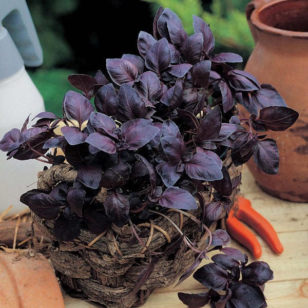 Basil Red Leaved Seeds