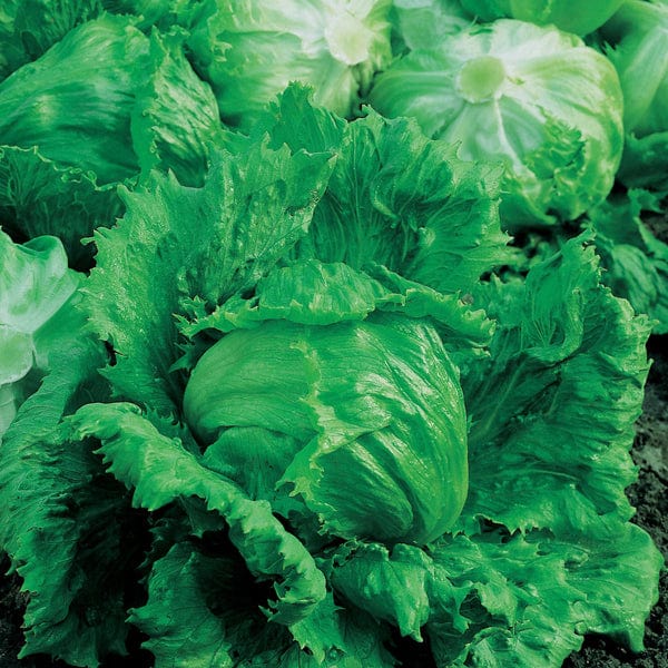 Lettuce Lakeland Seeds