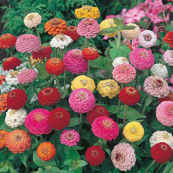 Zinnia Sunbow Mixed Seeds