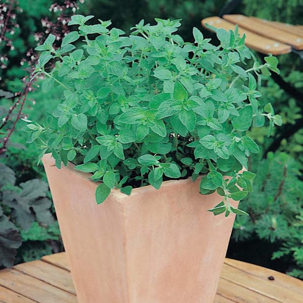 Oregano Greek Seeds