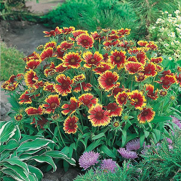 Gaillardia Goblin Seeds