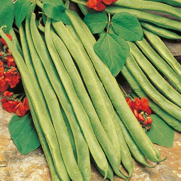 Runner Bean Lady Di Seeds