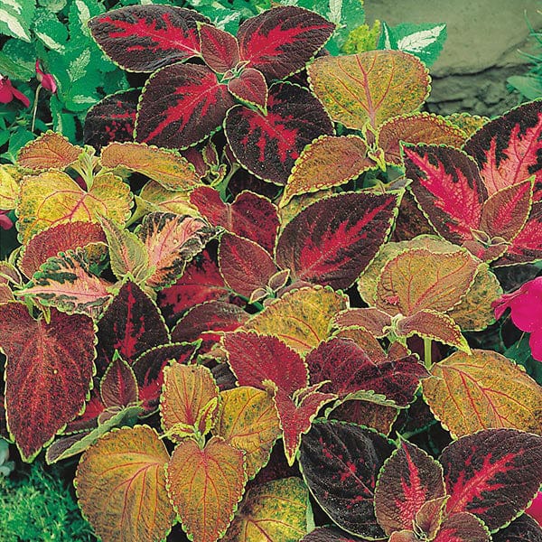 Coleus Flame Dancers Seeds