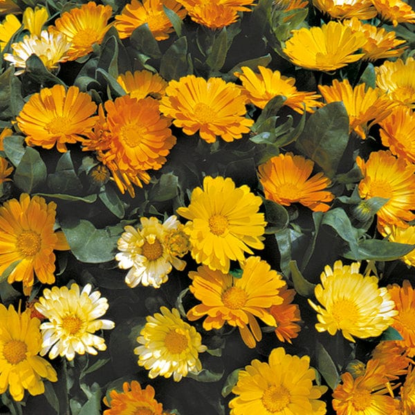 Calendula Daisy Mixed