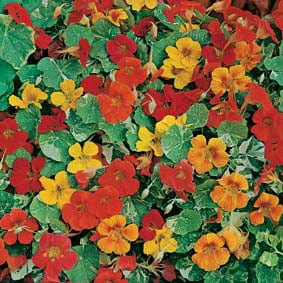 Nasturtium Alaska Mixed Seeds