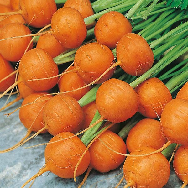 Carrot Paris Market 5 - Atlas Seeds