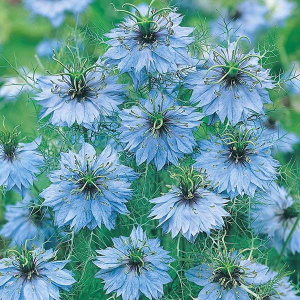 Nigella Miss Jekyll Seeds