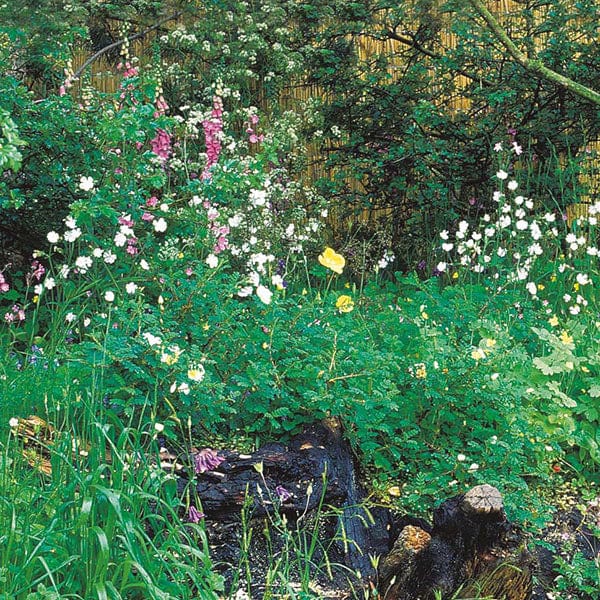 Wildflower Hedgerow & Verges