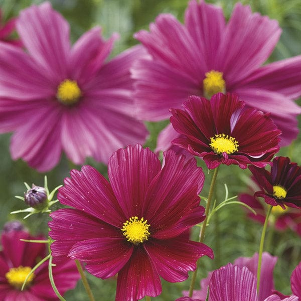 Cosmos Rubenza Seeds