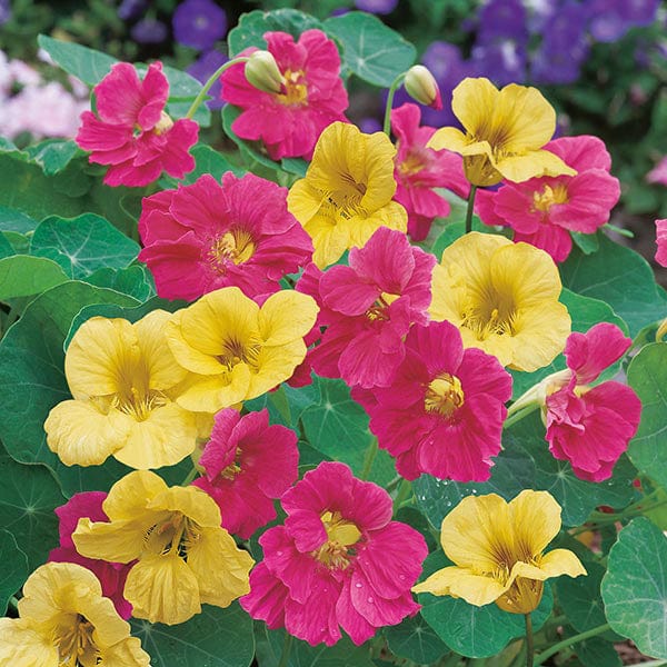 Nasturtium Summer Carousel Seeds