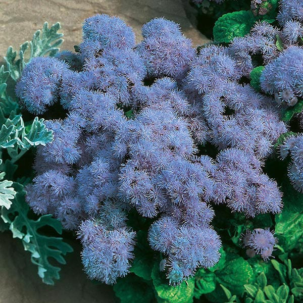 Ageratum Blue Mink Seeds