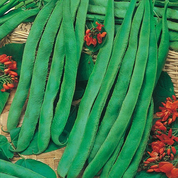 Runner Bean Scarlet Emperor Seeds