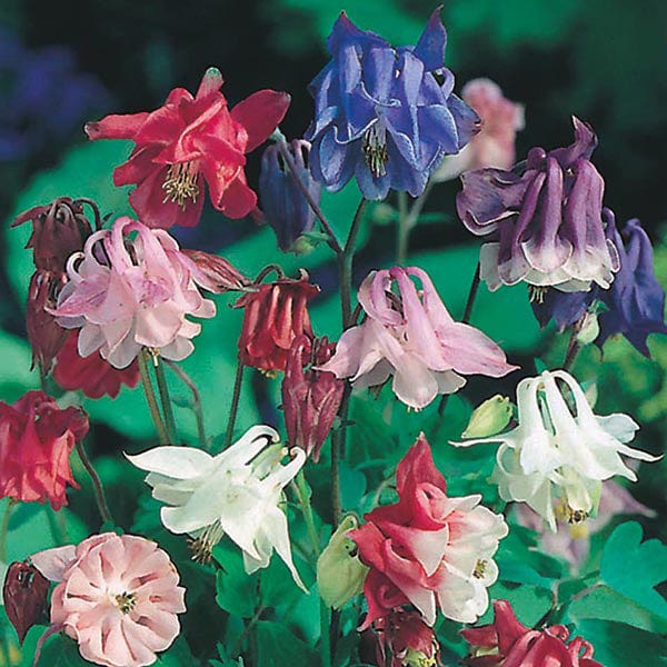 Aquilegia Biedermeier Mixed