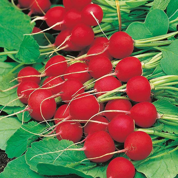 Radish Celesta F1 Seeds