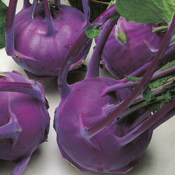 Kohl Rabi Modrava F1 Seeds