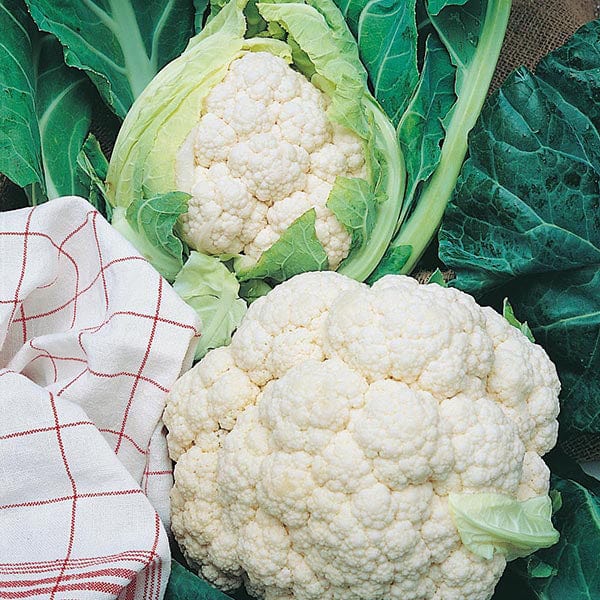 Cauliflower All The Year Round Seeds