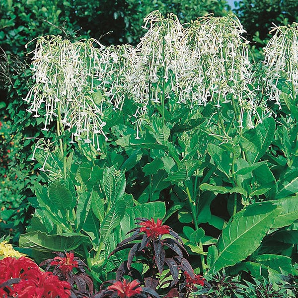 Nicotiana sylvestris Seeds