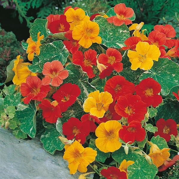 Nasturtium African Queen Seeds