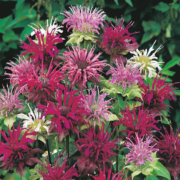 Bergamot Panorama Mixed Seeds