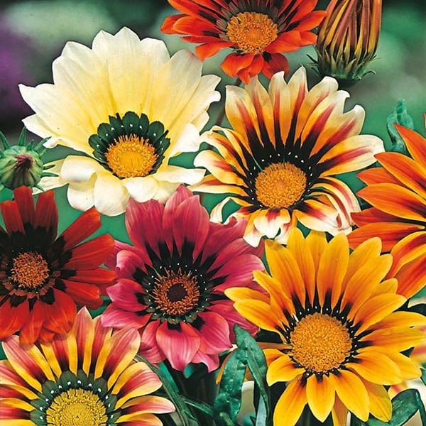 Gazania Sunshine Mixed Seeds