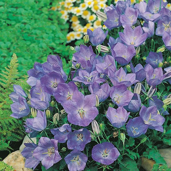 Campanula Blue Seeds