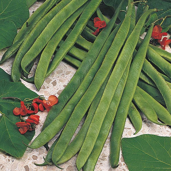 Runner Bean Armstrong Seeds