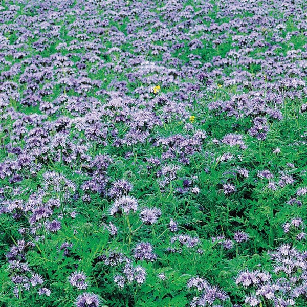 Phacelia Green Manure Tanacetifolia