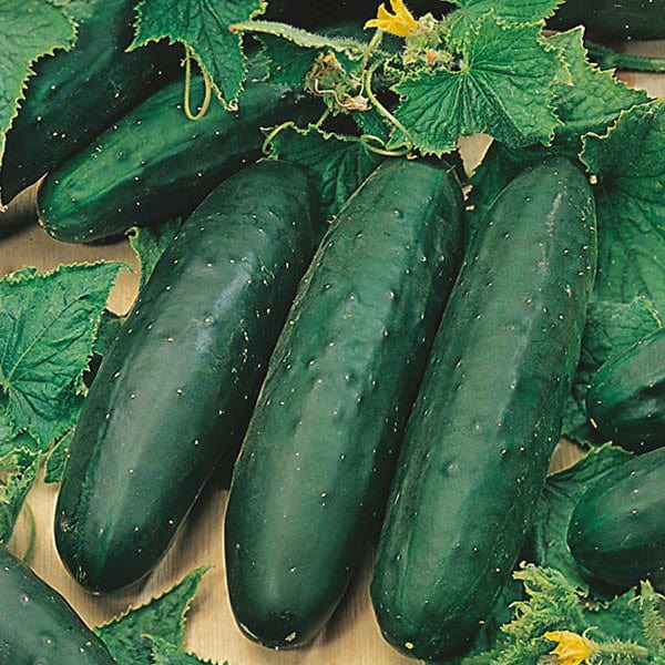 Cucumber Marketmore Seeds