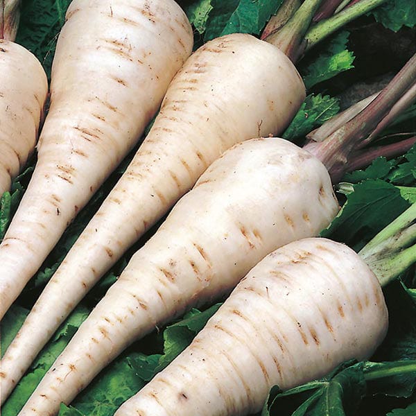 Parsnip White Gem Seeds