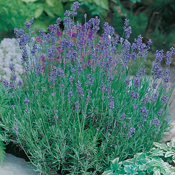 Lavender Munstead Strain Seeds