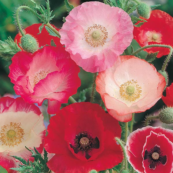 Poppy Shirley Single Mixed Seeds