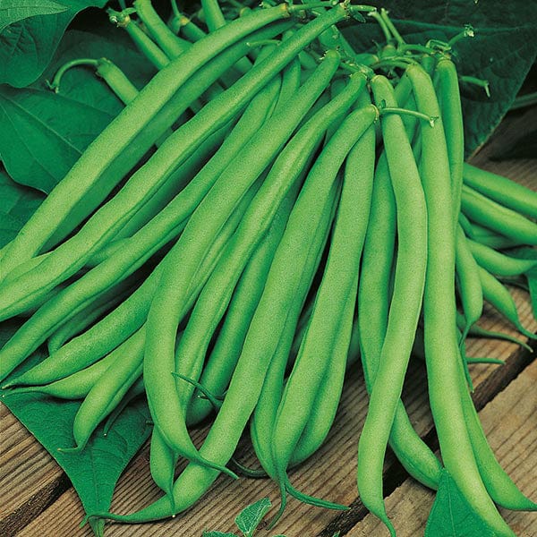 Climbing Bean Blue Lake Seeds