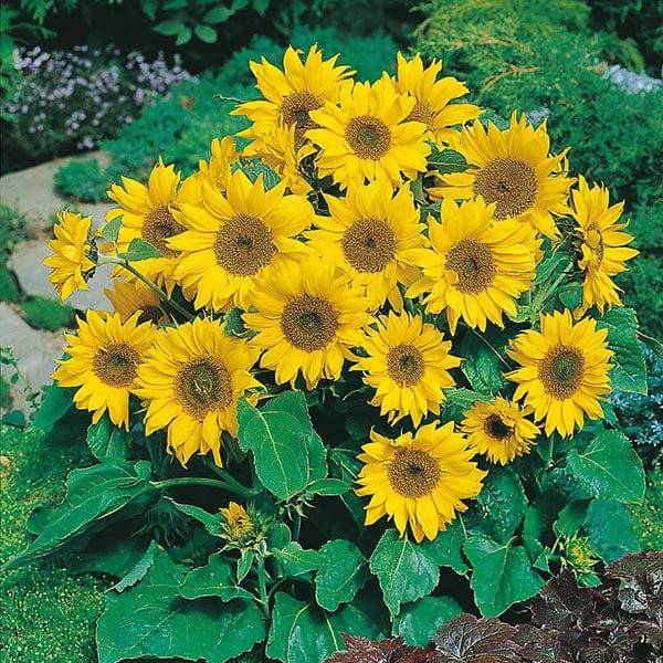 Sunflower Little Leo