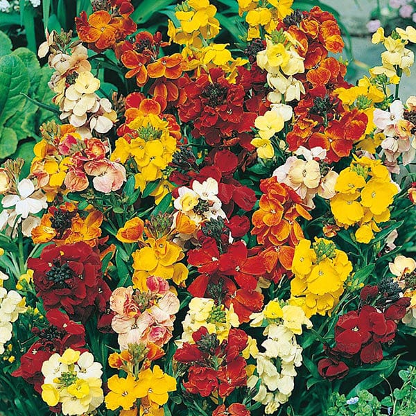 Wallflower Monarch Fair Lady Mix