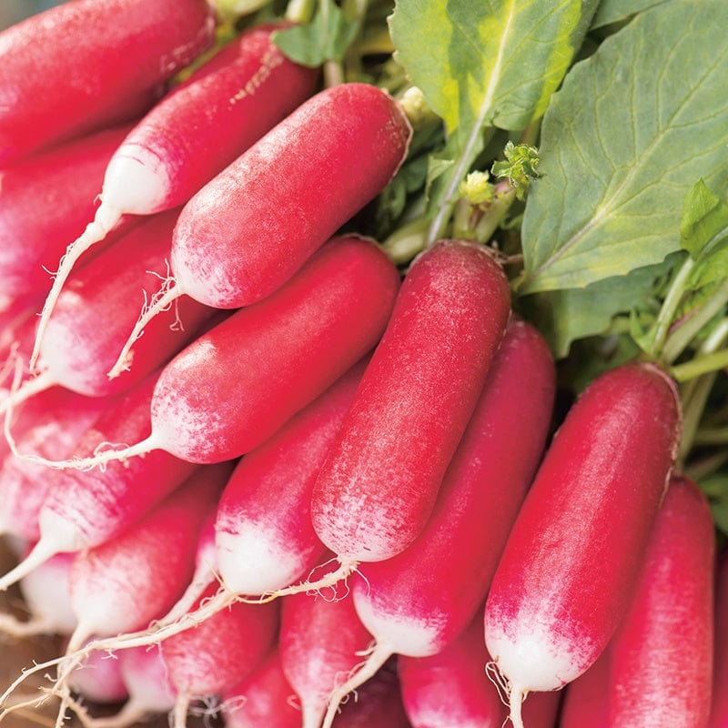 Radish French Breakfast 3 Seeds