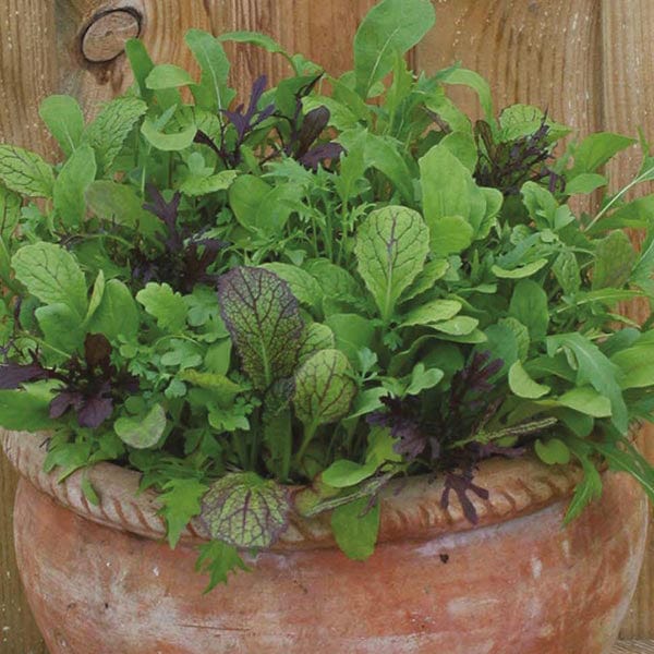 Salad Leaves Mixed Spicy