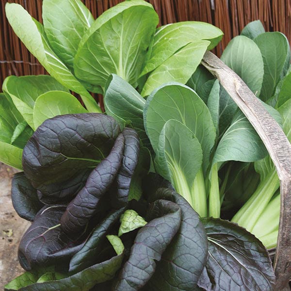 Pak Choi Colour & Crunch F1 Seeds