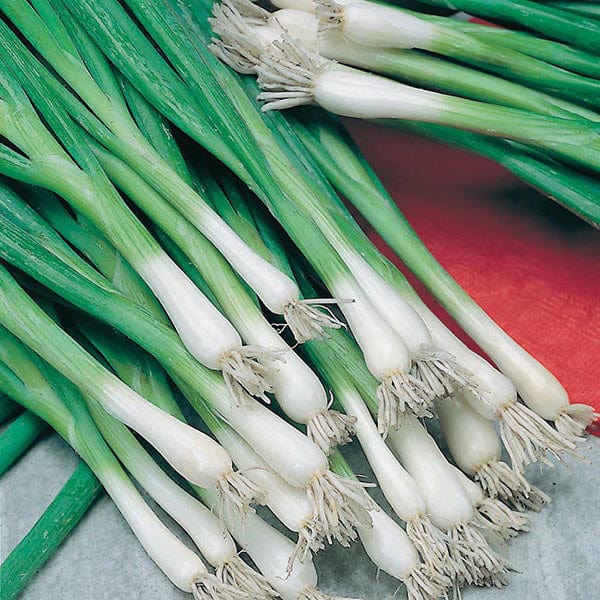 Onion (Spring) Guardsman Seeds