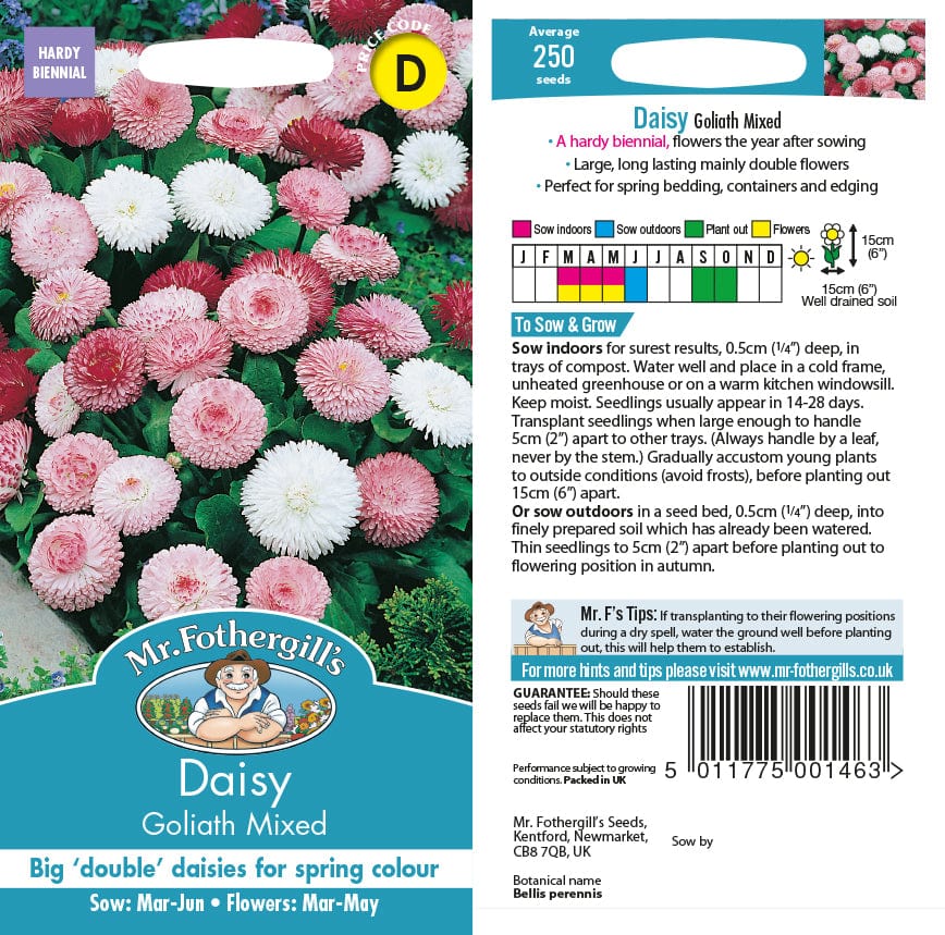 Bellis Goliath Mixed