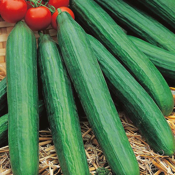 Cucumber Louisa F1 Seeds