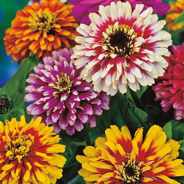 Zinnia Whirlygig Improved Mixed Seeds