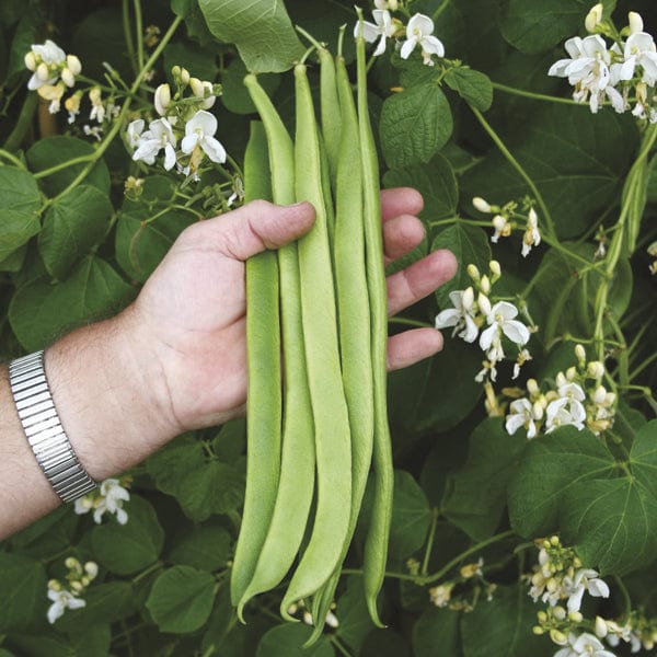 Runner Bean Moonlight Seeds