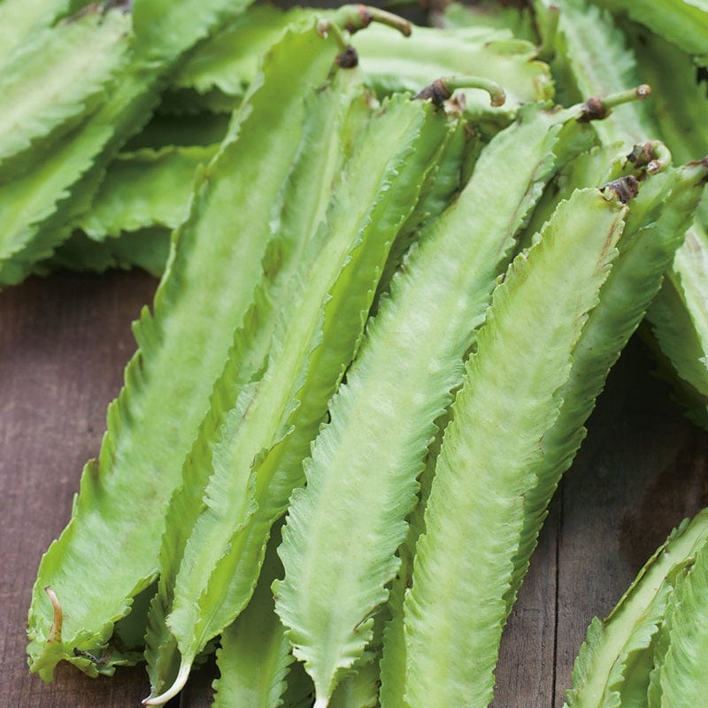 Asparagus Pea Seeds