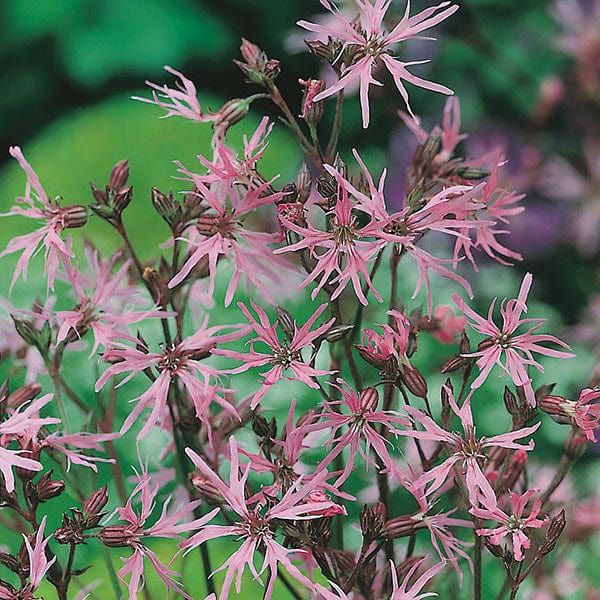 Ragged Robin Seeds