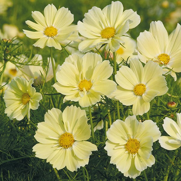 Cosmos Xanthos Seeds