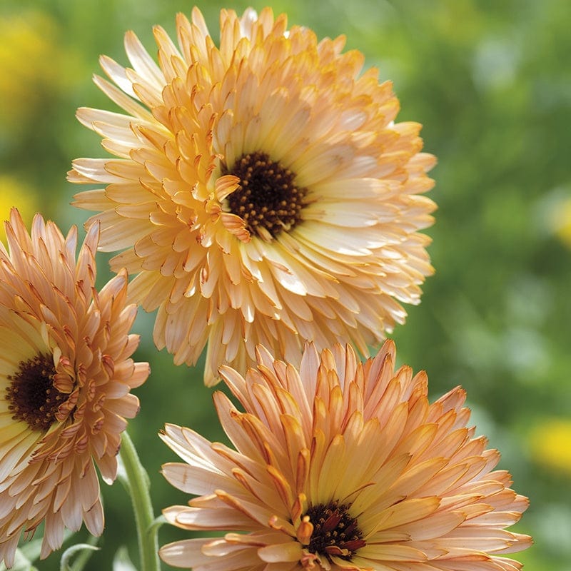 Calendula Orange Flash