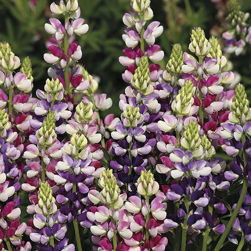 Lupin Avalune Bicolour Mix