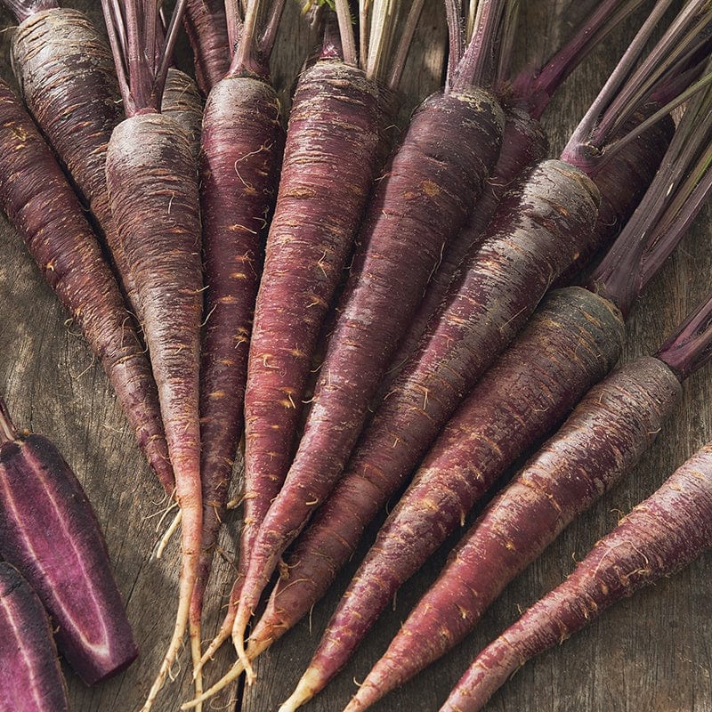 Carrot Purple Sun F1