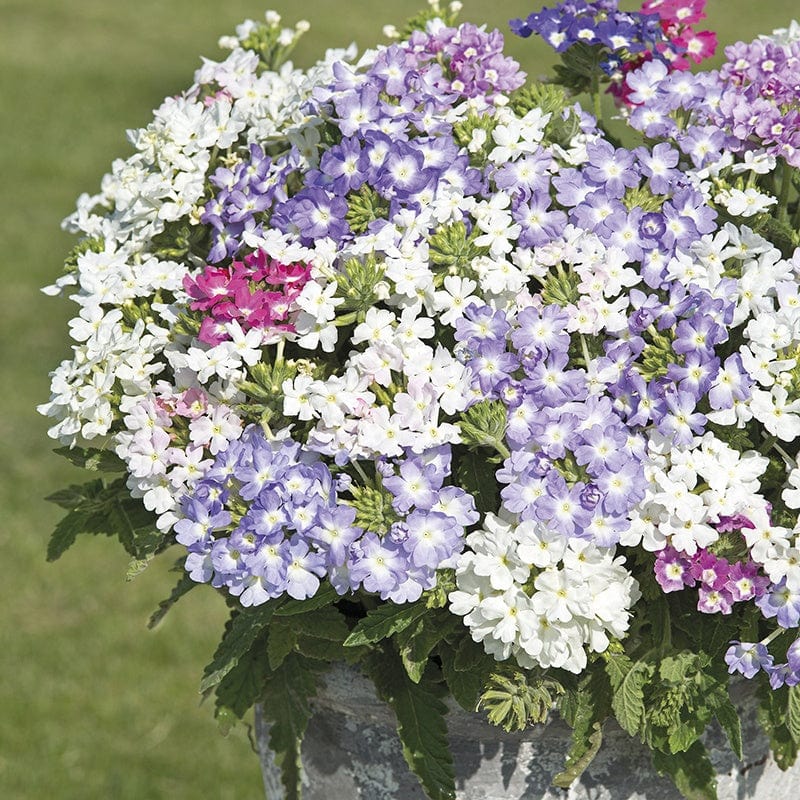 Verbena Scentsation Seeds