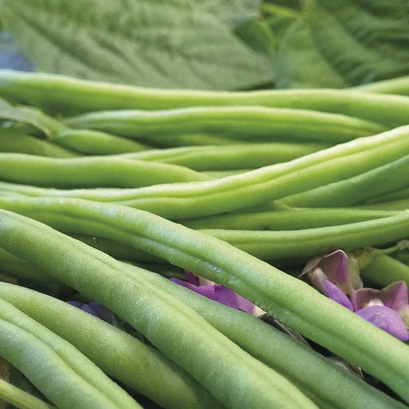 Dwarf French Bean Nautica